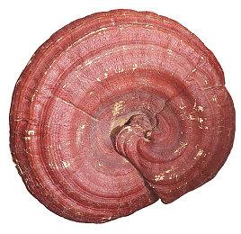 玩家诱骗《艾尔登法环》飞龙Boss 让其掉下悬崖摔死